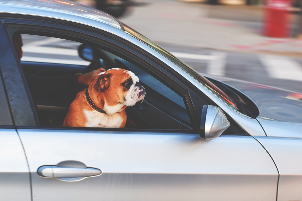 Travel Safely with Your Pets This Summer
